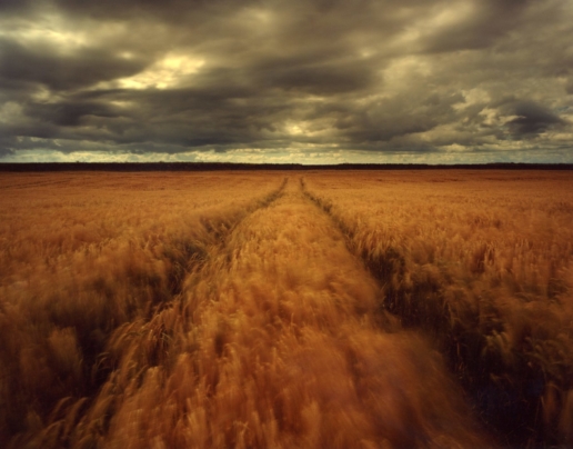 Corn Field