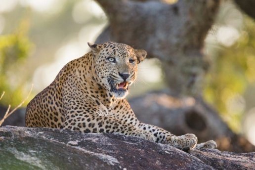 Leopard